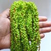 Loreal10- ARNAS GOLD PLATED LOREAL PARROT GREEN PEARL BEADS FOR JEWELLERY MAKING